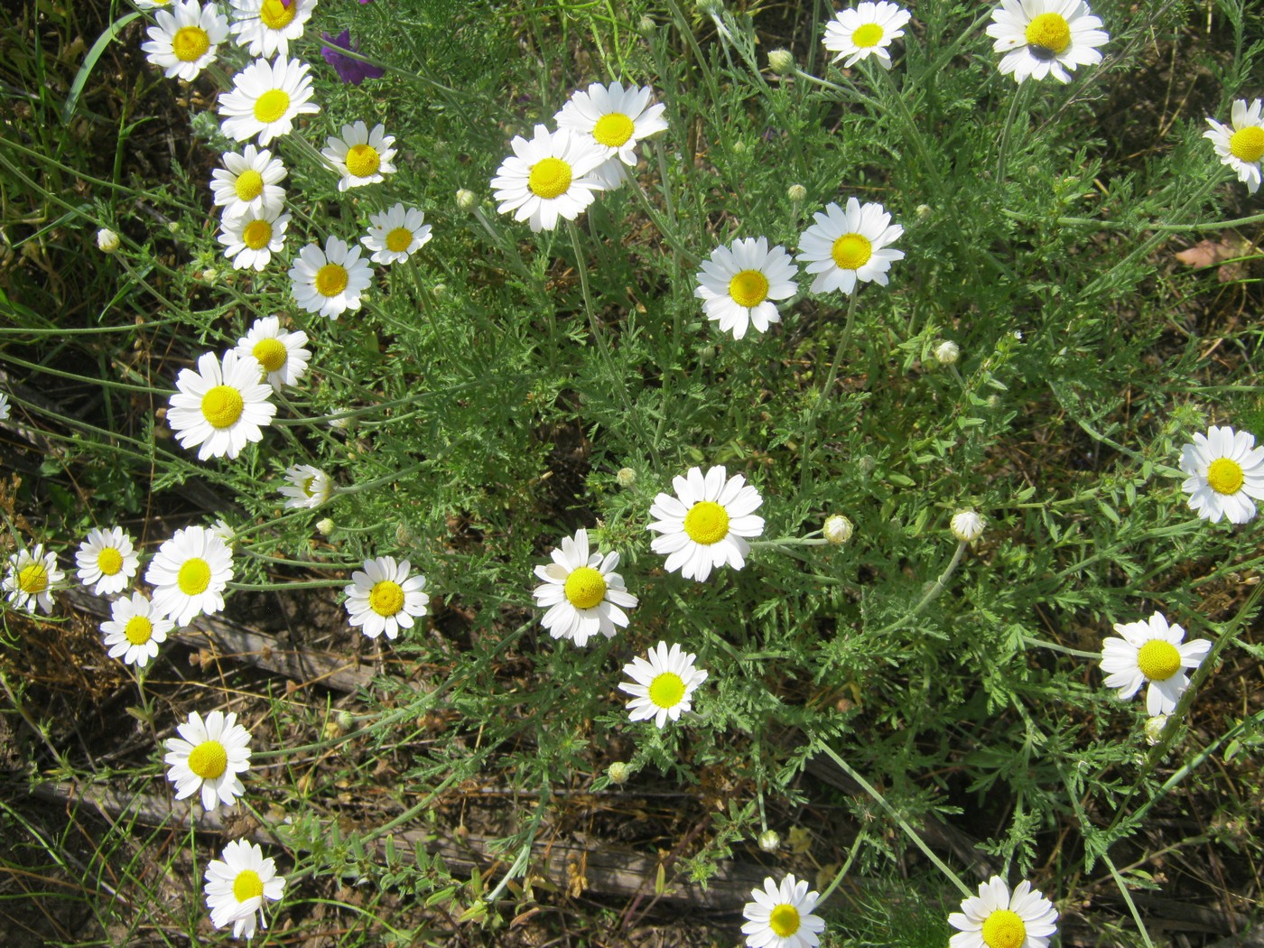 Изображение особи Anthemis ruthenica.