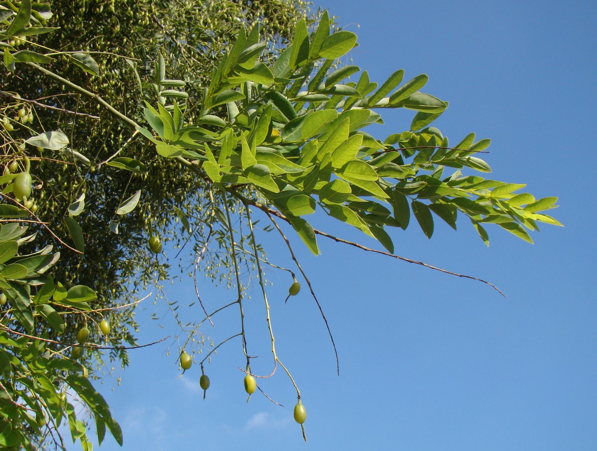 Image of Styphnolobium japonicum specimen.