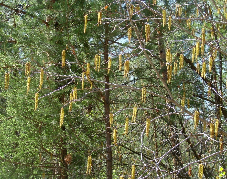 Image of Duschekia fruticosa specimen.