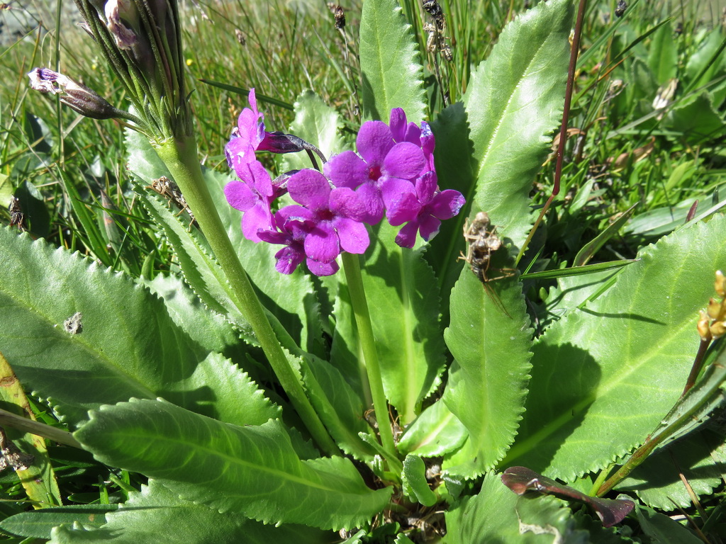 Изображение особи Primula nivalis.