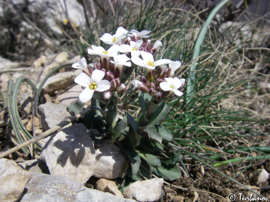 Image of Noccaea macrantha specimen.