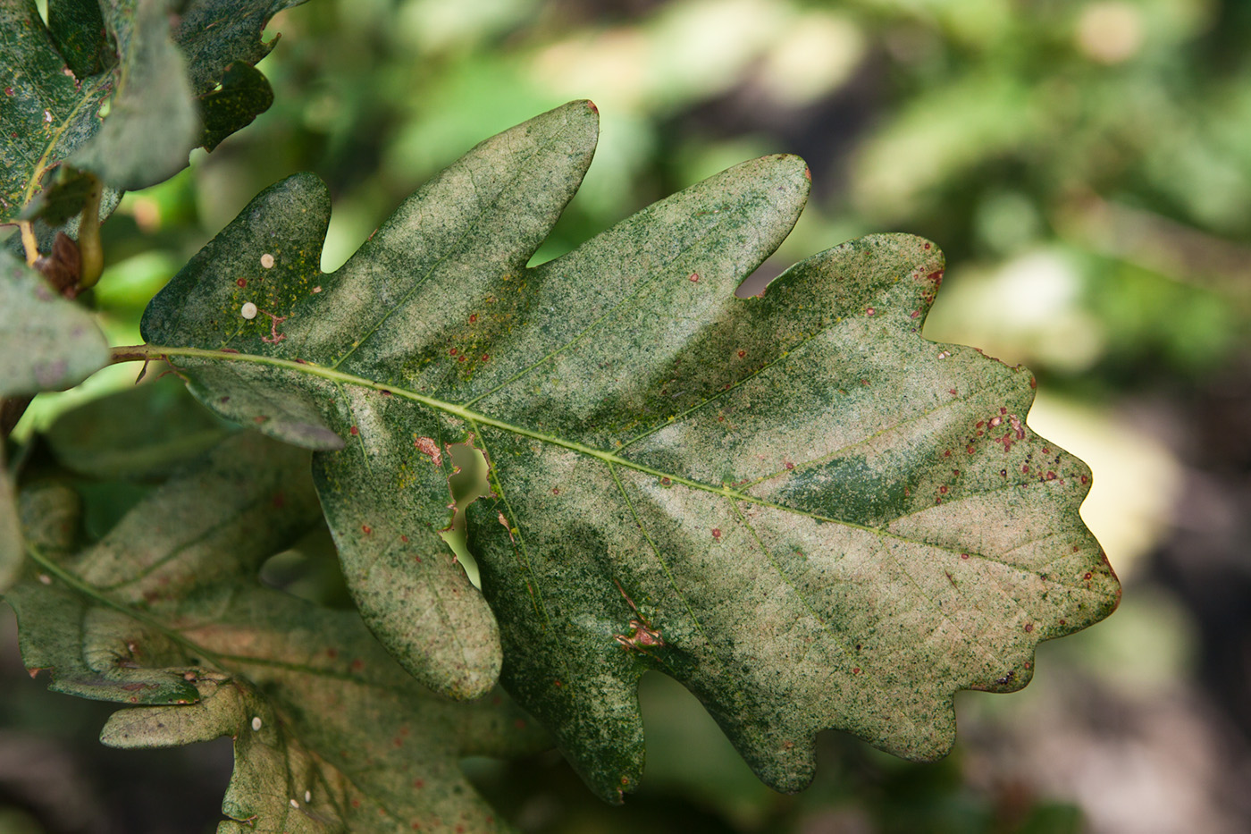 Image of genus Quercus specimen.