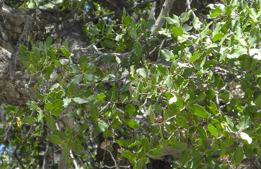 Изображение особи Quillaja saponaria.