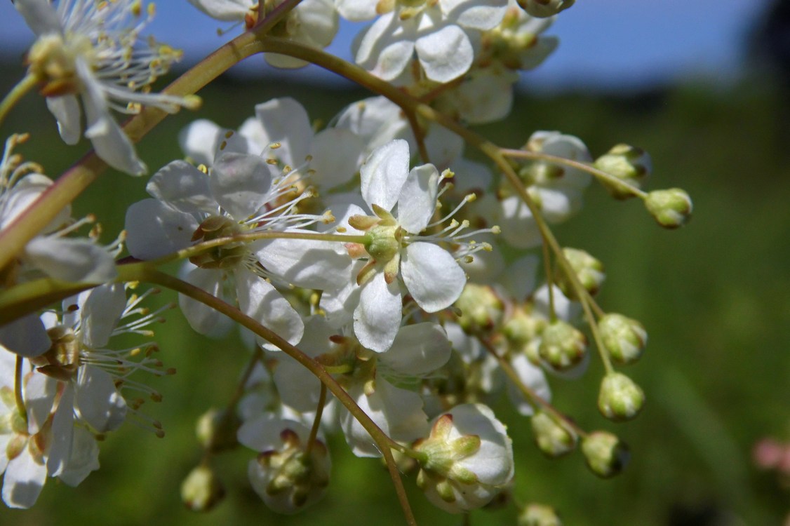 Image of Filipendula vulgaris specimen.