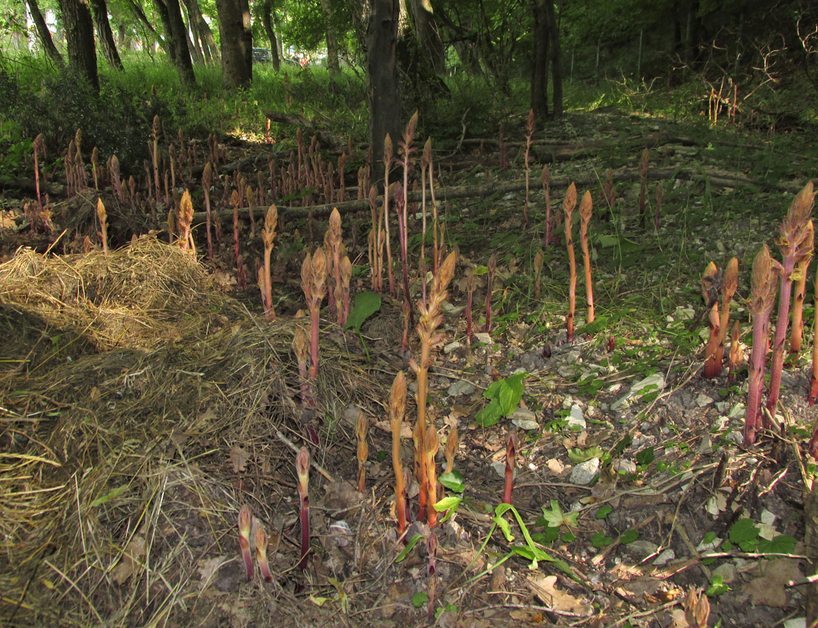 Image of Orobanche laxissima specimen.