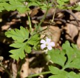 Geranium robertianum