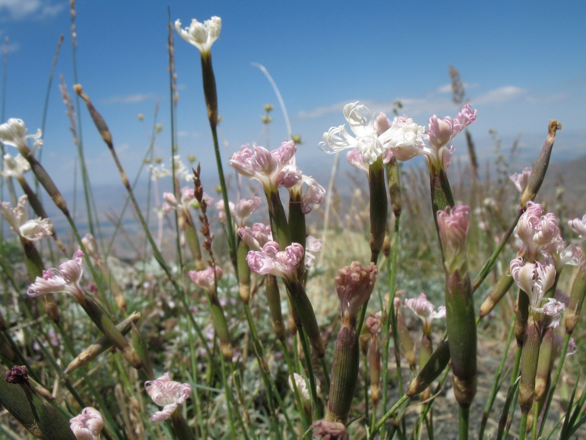 Изображение особи Dianthus angrenicus.