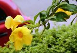 Allamanda cathartica