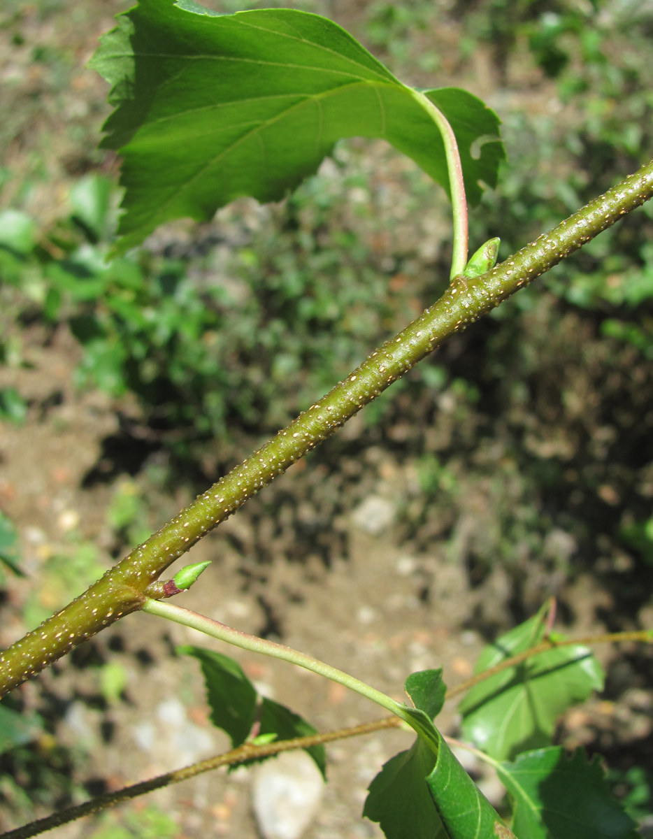 Изображение особи Betula pendula.