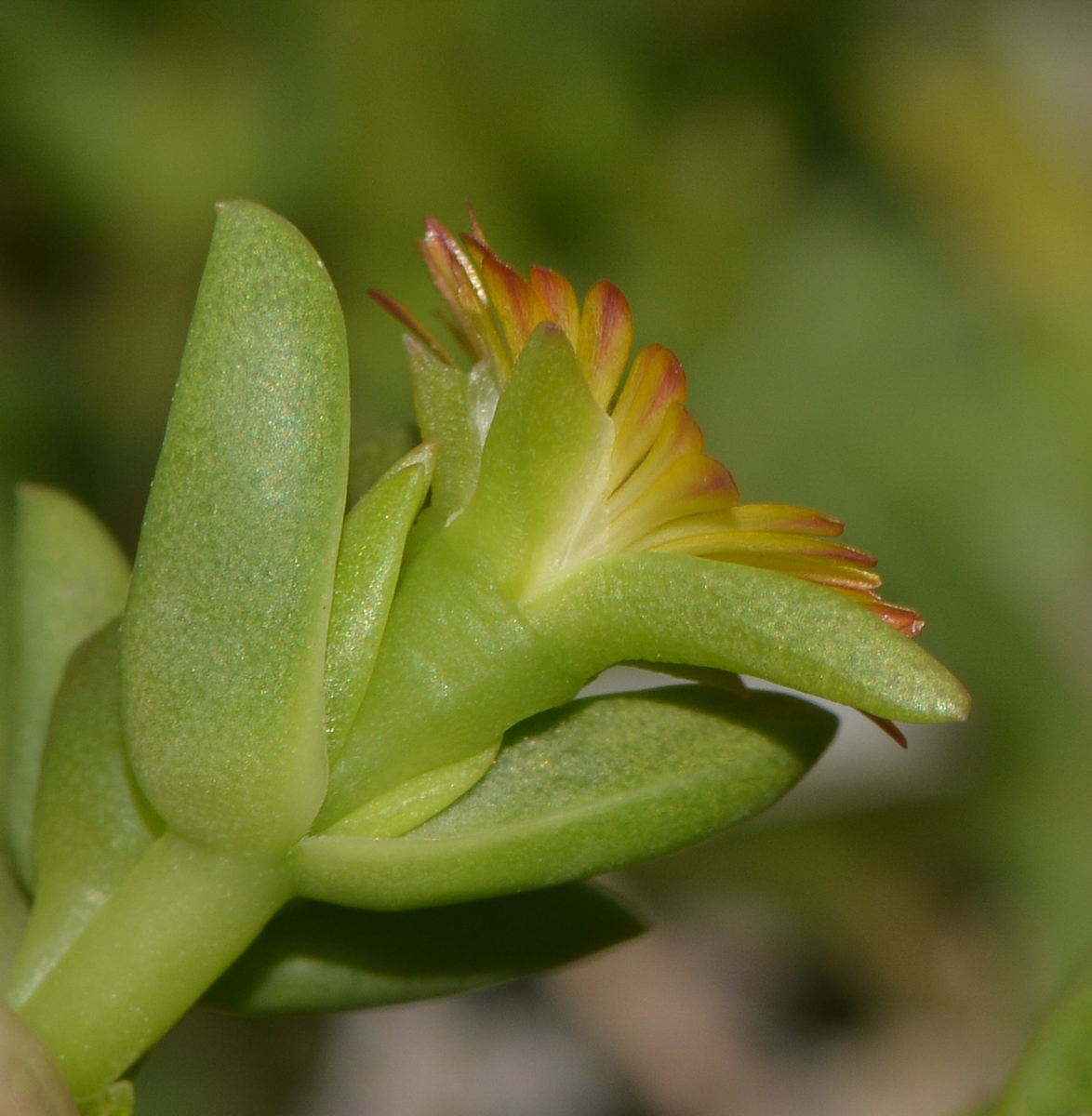 Изображение особи Delosperma luteum.