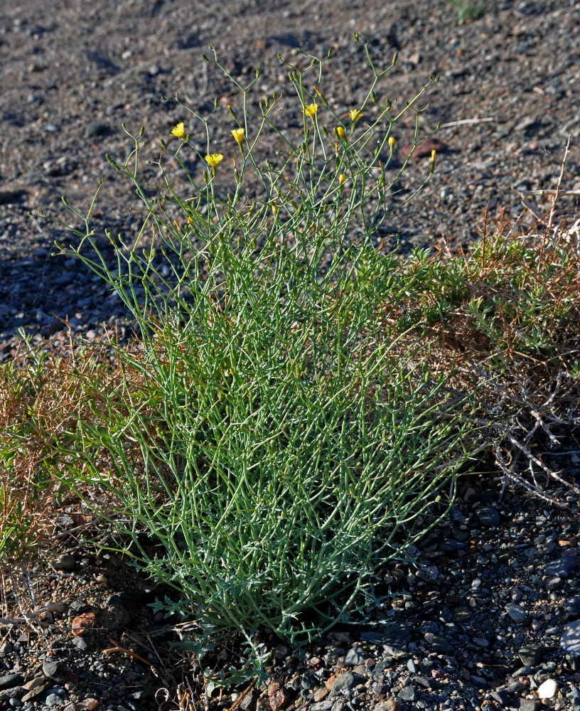 Image of Crepis flexuosa specimen.