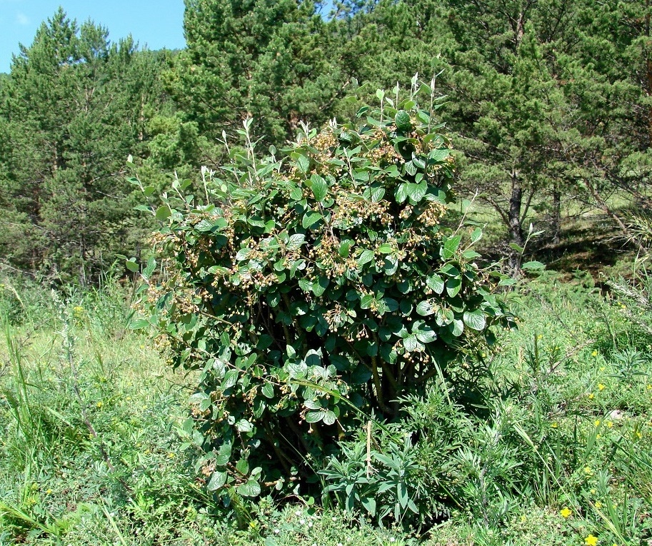 Image of genus Cotoneaster specimen.