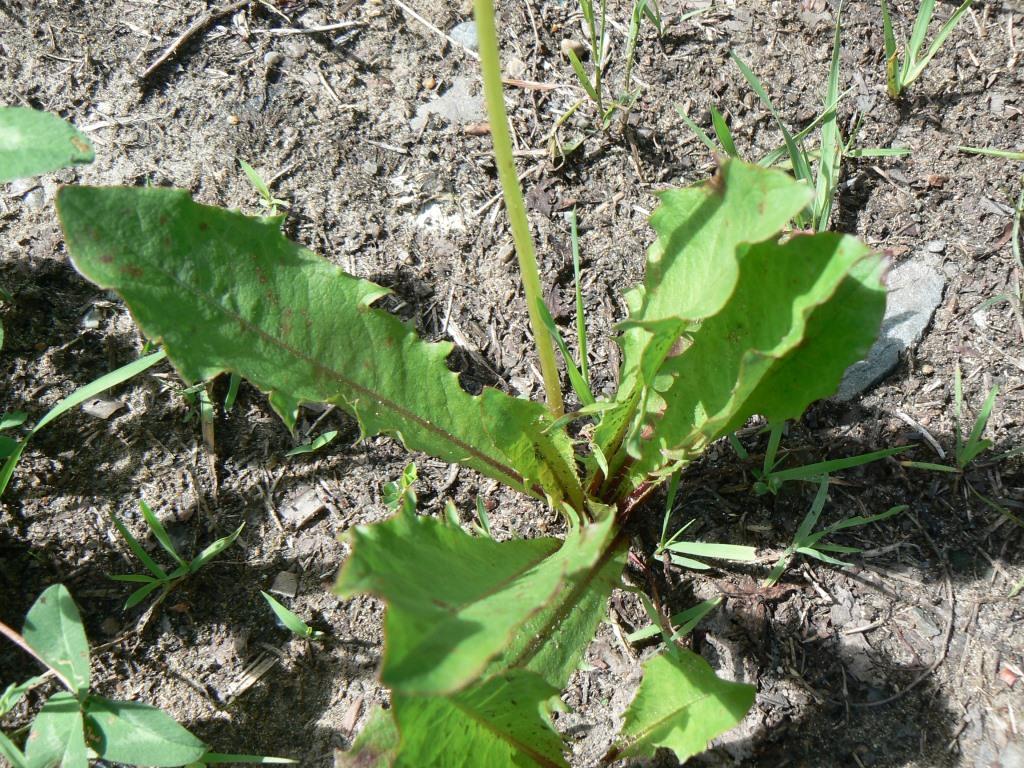 Image of Taraxacum mongolicum specimen.