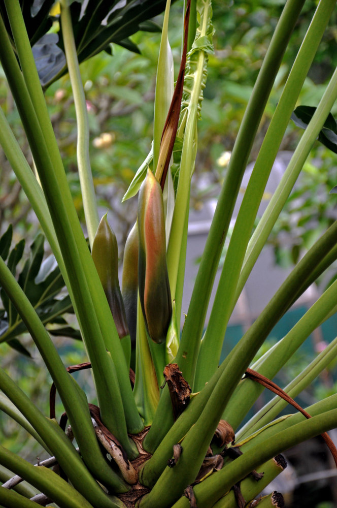 Image of Philodendron bipinnatifidum specimen.