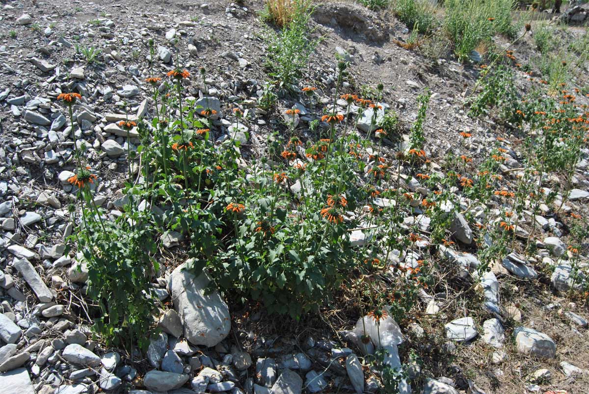 Image of Leonotis nepetifolia specimen.