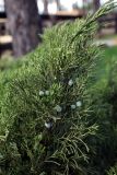 Juniperus sabina