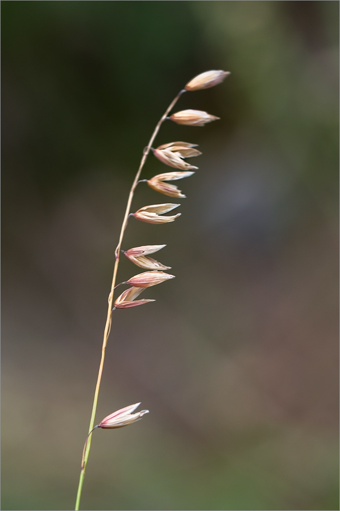 Image of Melica nutans specimen.