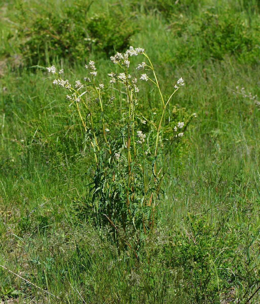 Image of Aconogonon alpinum specimen.