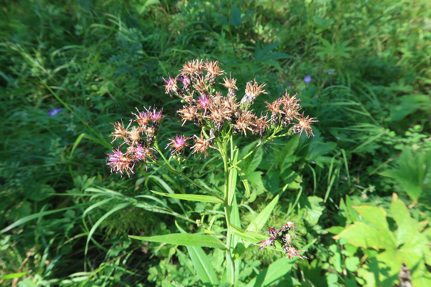 Изображение особи Saussurea parviflora.