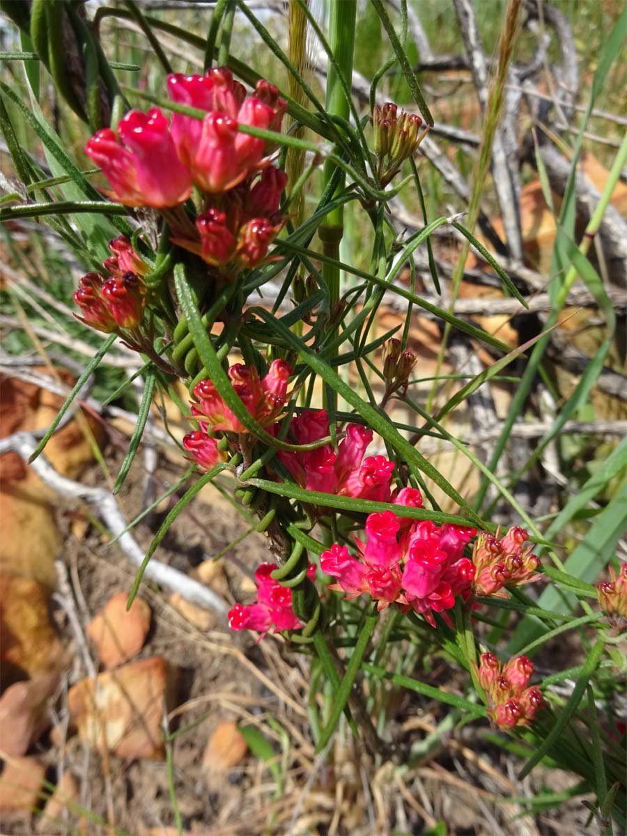 Image of Microloma tenuifolium specimen.