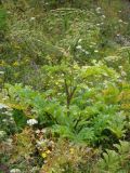 genus Heracleum