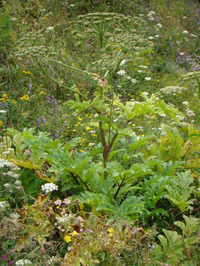 Image of genus Heracleum specimen.