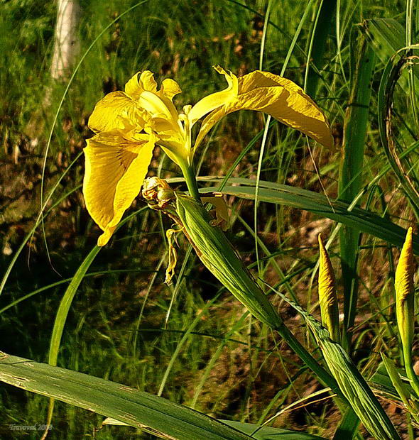 Image of Iris pseudacorus specimen.