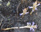 Orobanche amoena