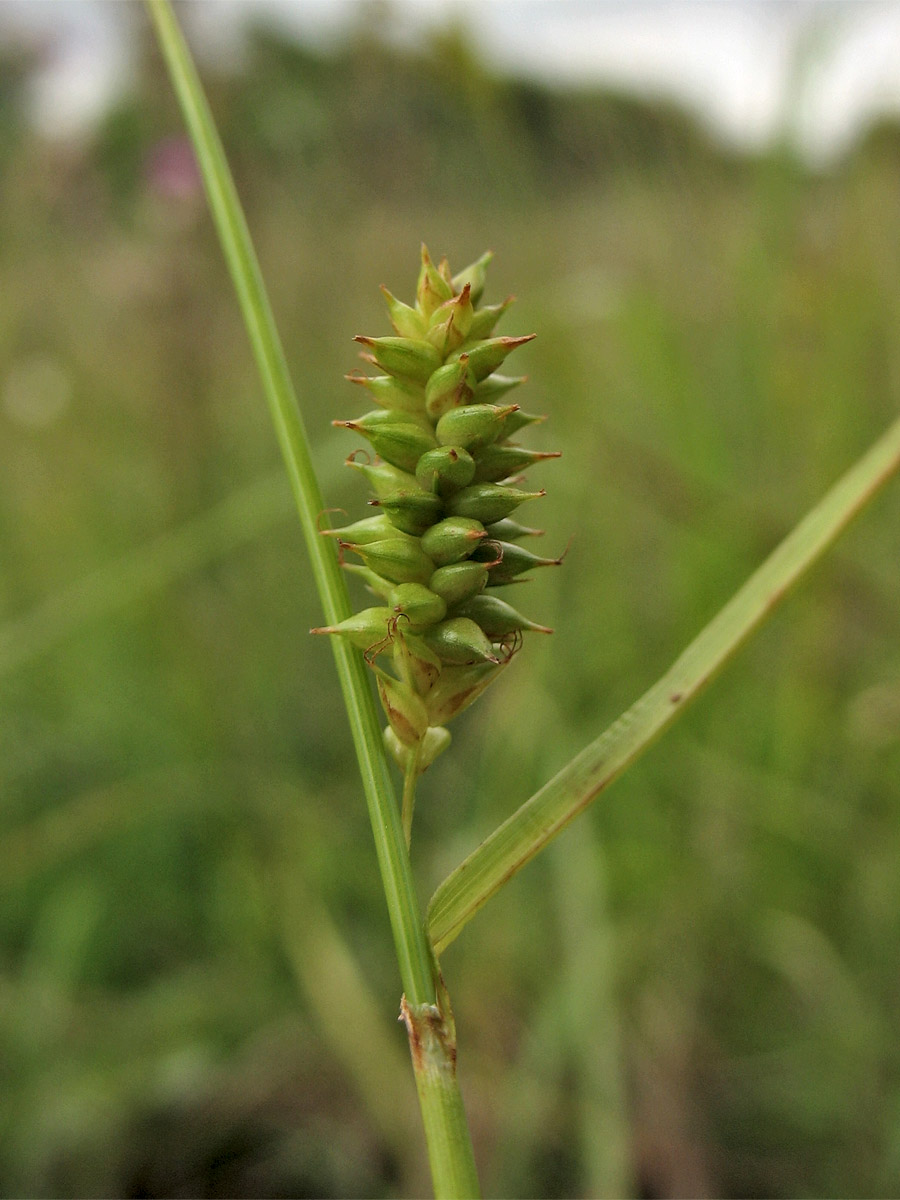 Image of Carex punctata specimen.