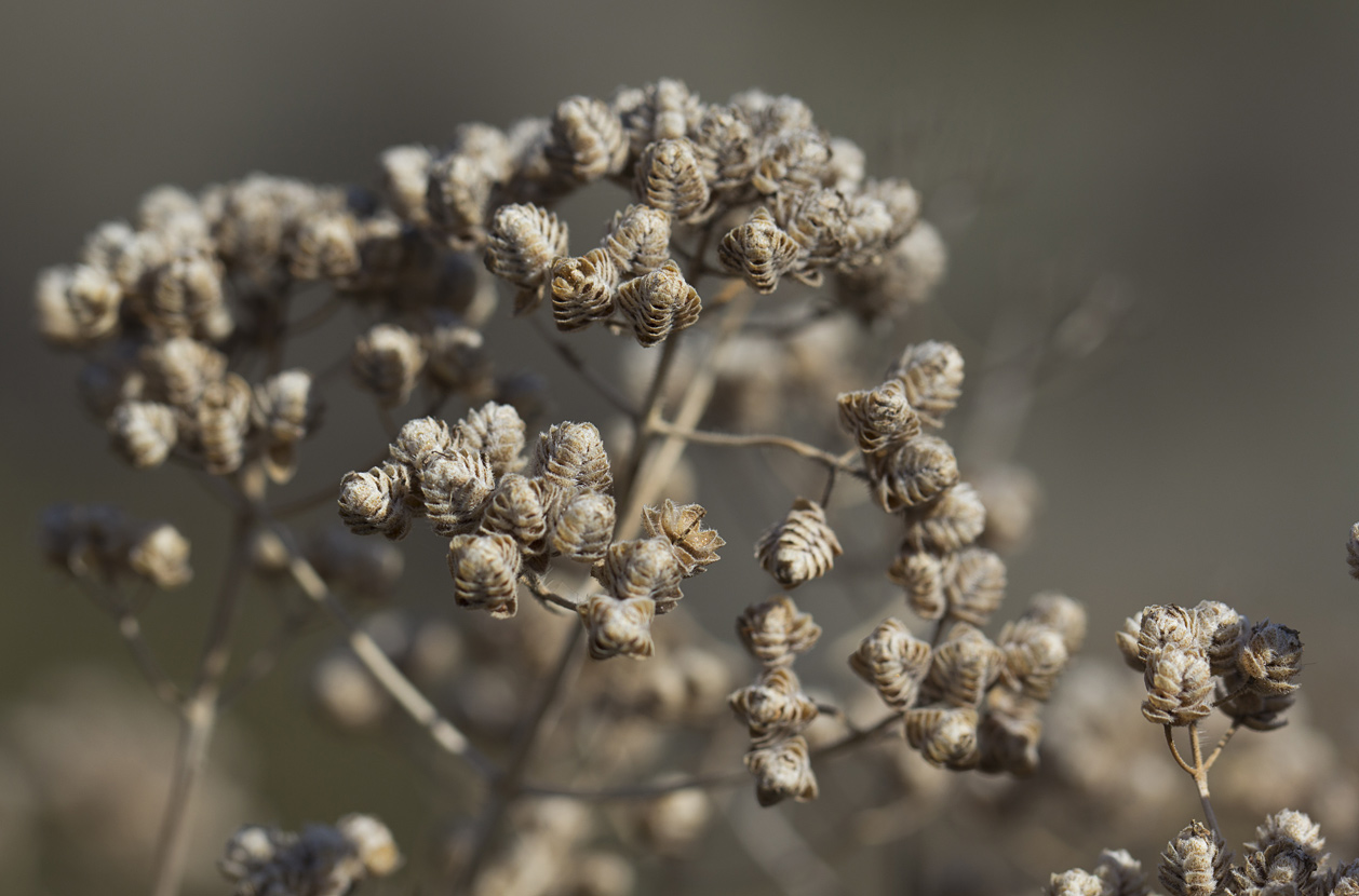 Image of Origanum onites specimen.