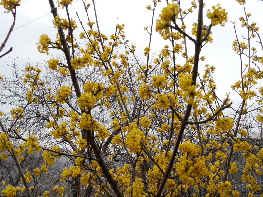 Image of Cornus mas specimen.