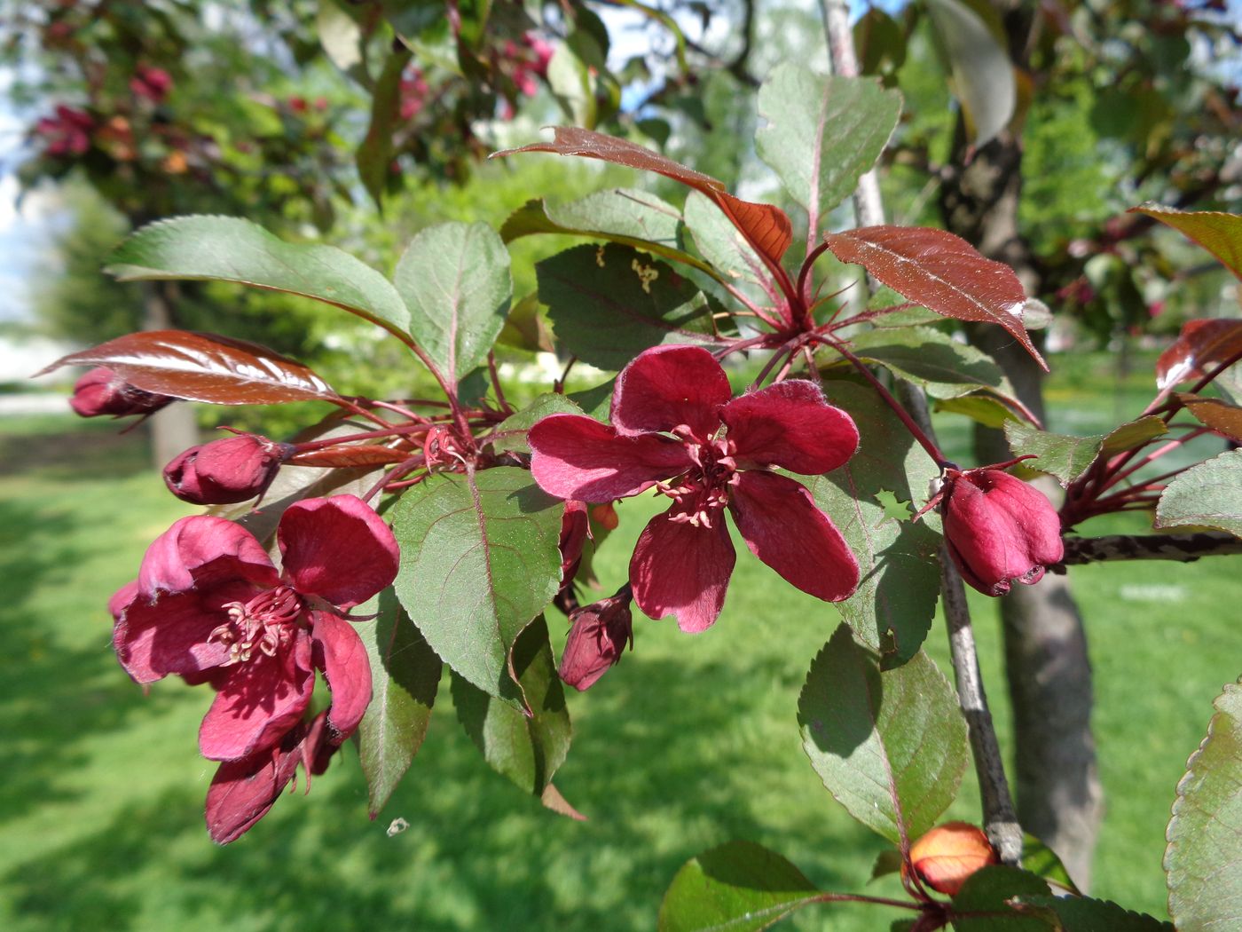 Image of Malus &times; purpurea specimen.