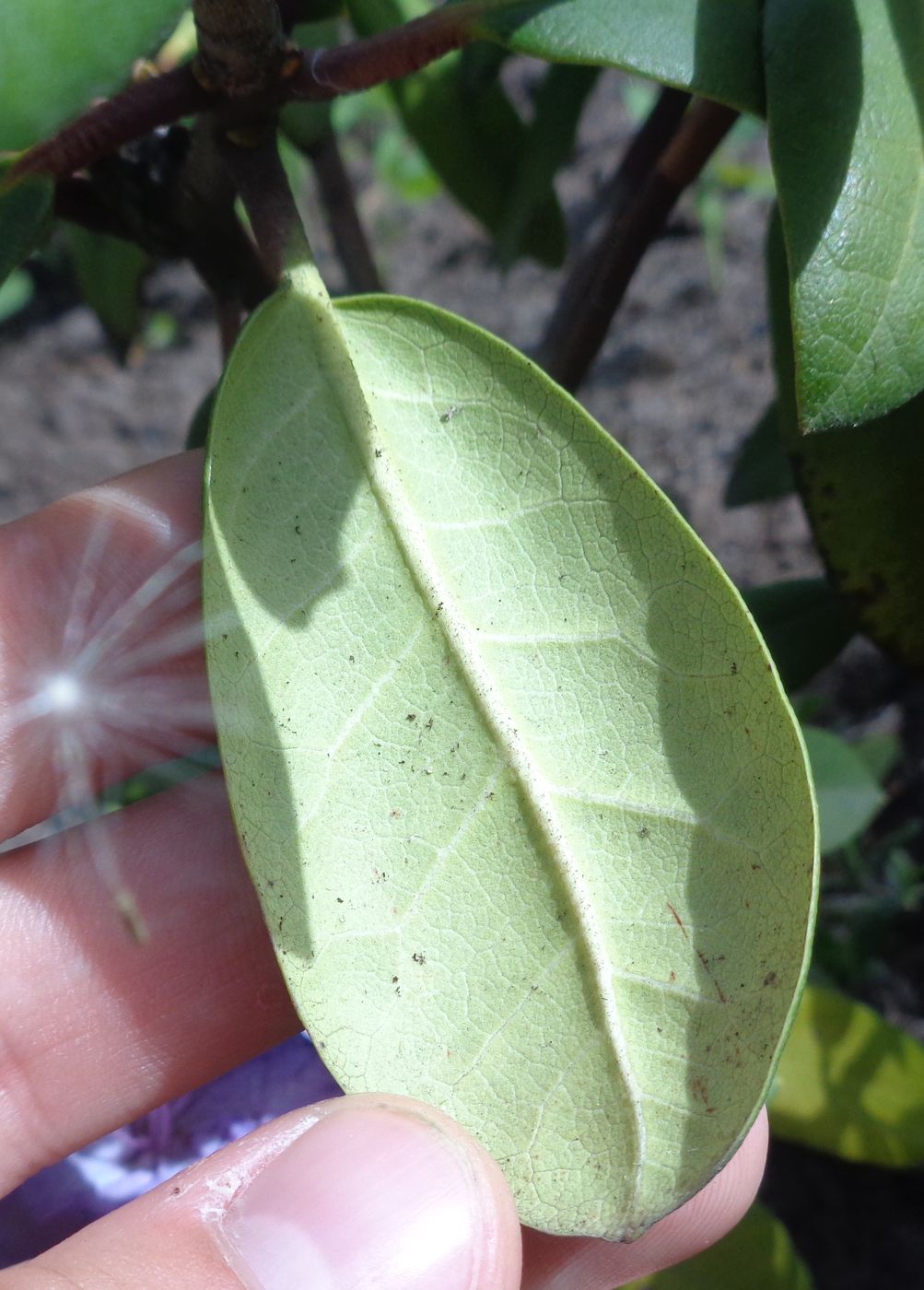 Image of genus Rhododendron specimen.