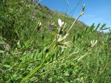 Astragalus pycnolobus