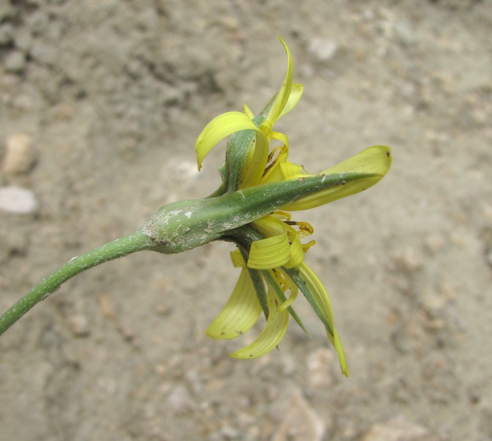 Image of genus Tragopogon specimen.