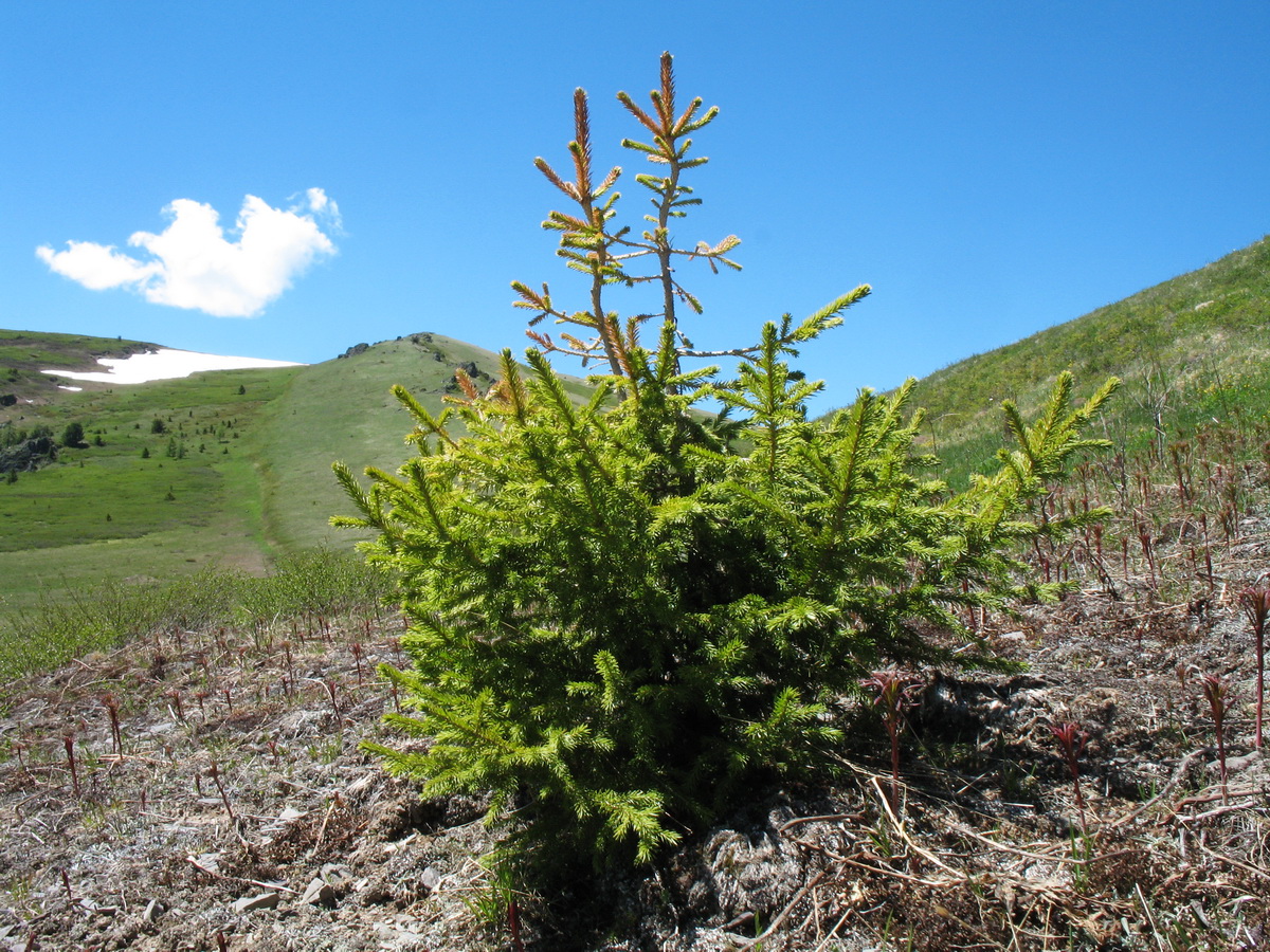 Image of Picea obovata specimen.