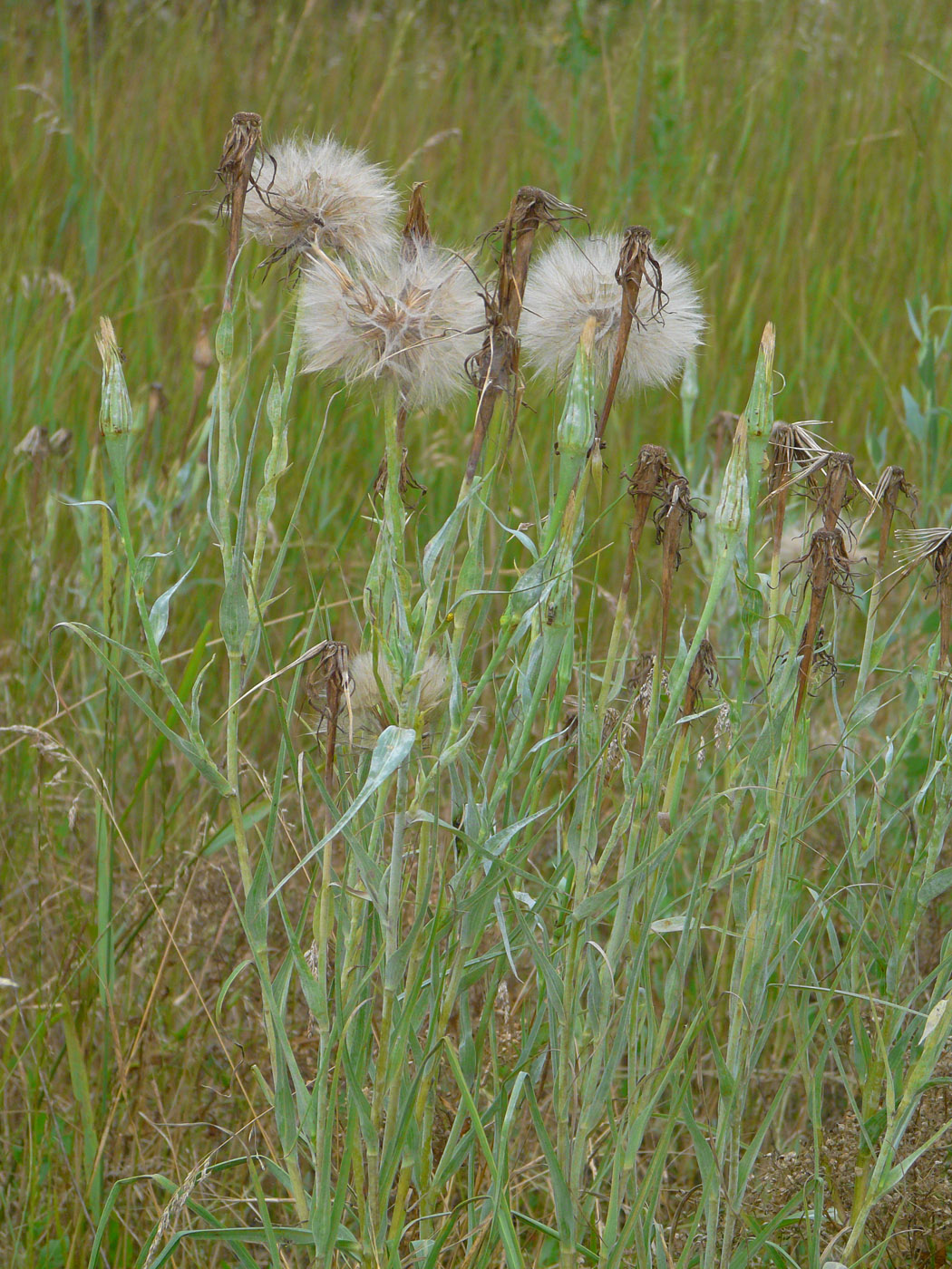 Image of Tragopogon dubius ssp. major specimen.