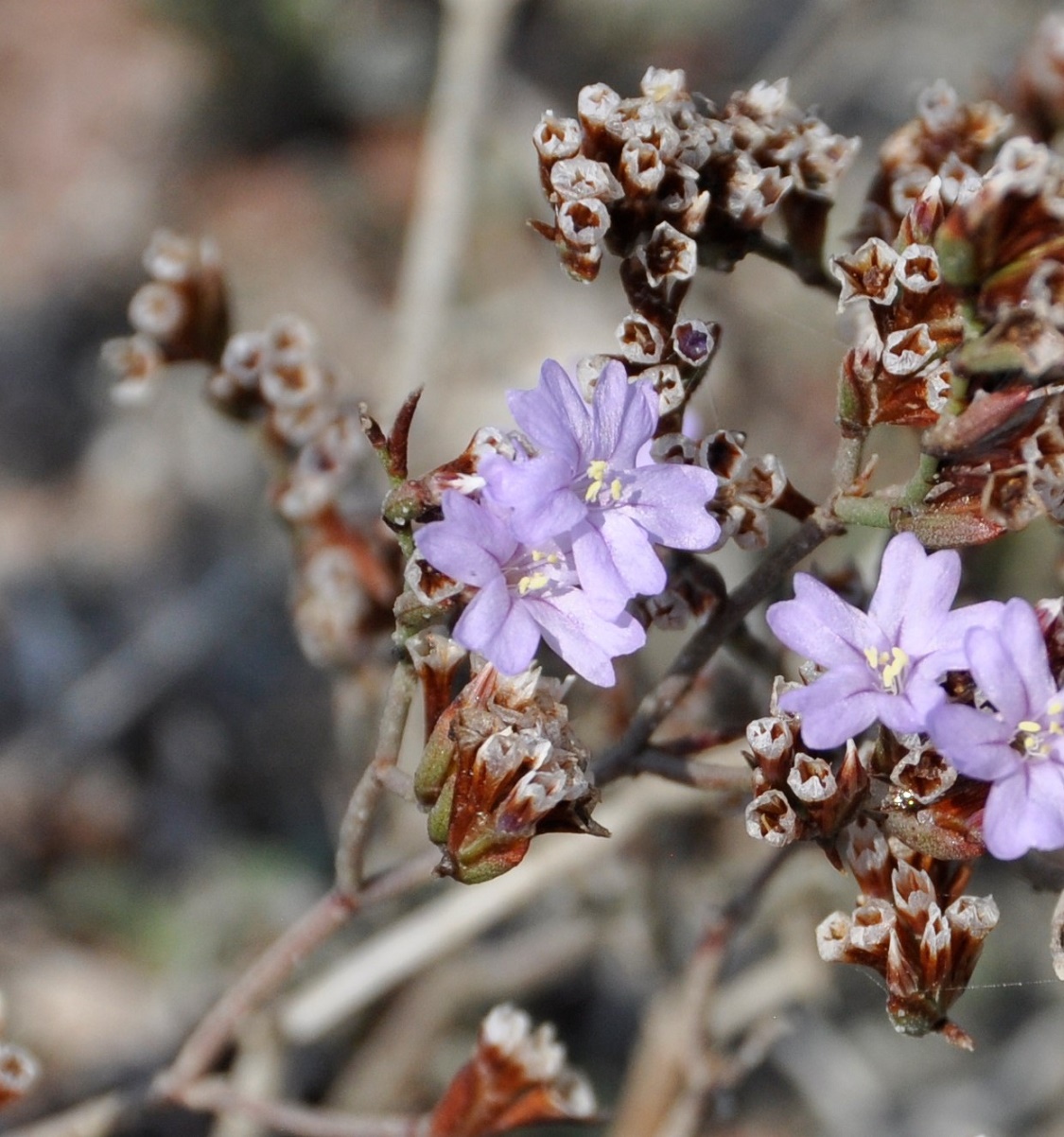 Image of Limonium virgatum specimen.