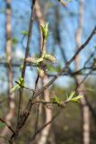 Salix borealis. Часть ветви с женскими соцветиями и молодыми листьями. Мурманск, Горелая сопка, склон сев. экспозиции, зрелый березняк, у обочины булыжной дороги. 06.06.2019.