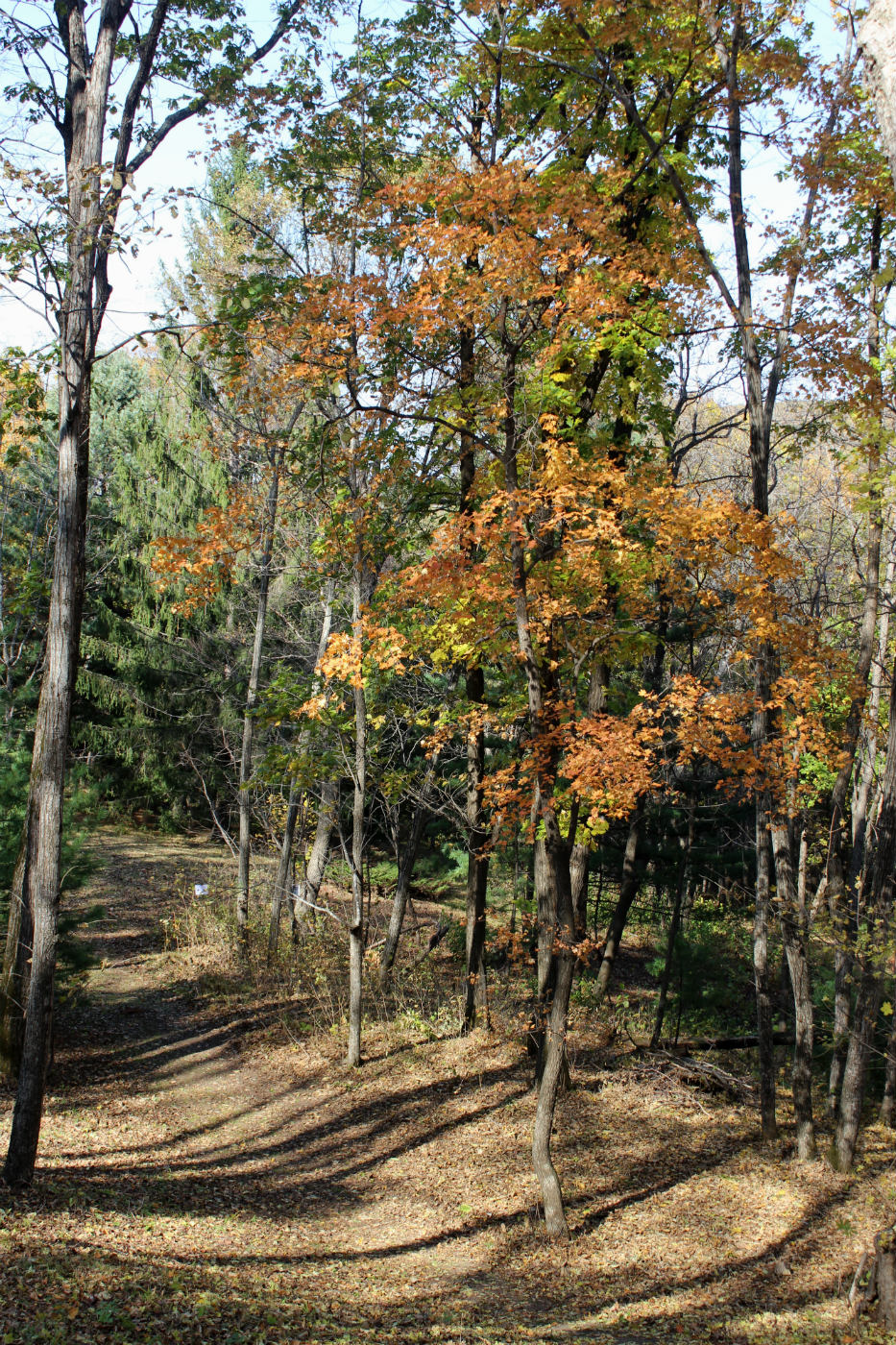 Image of Acer mono specimen.