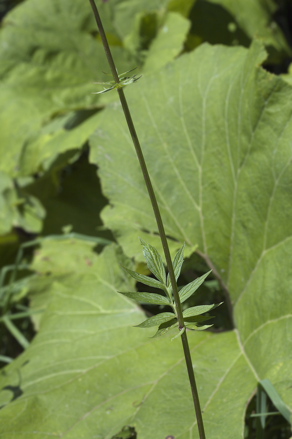 Изображение особи Valeriana officinalis.