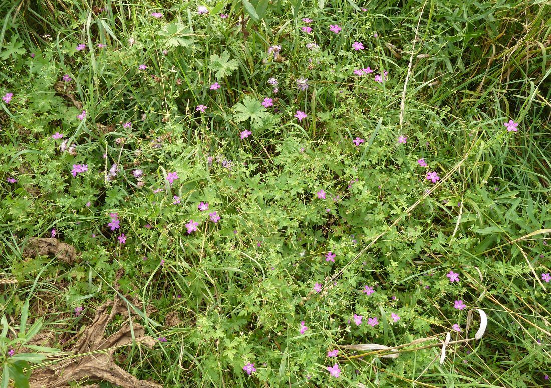 Изображение особи Geranium palustre.