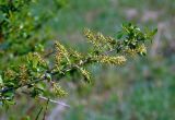 Salix myrsinifolia. Верхушка ветви с соплодиями. Новгородская обл., Крестецкий р-н, окр. дер. Долгий мост, опушка смешанного леса. 12.05.2019.