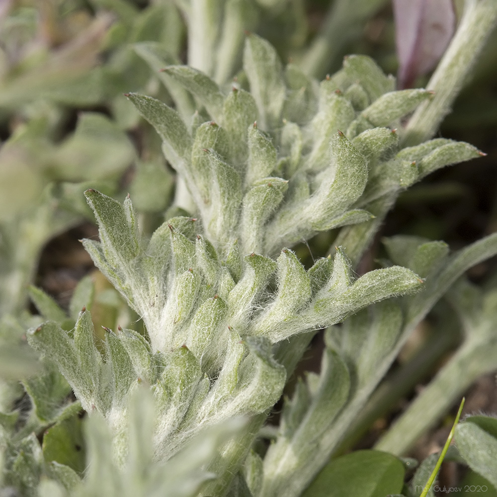 Image of Centaurea diffusa specimen.