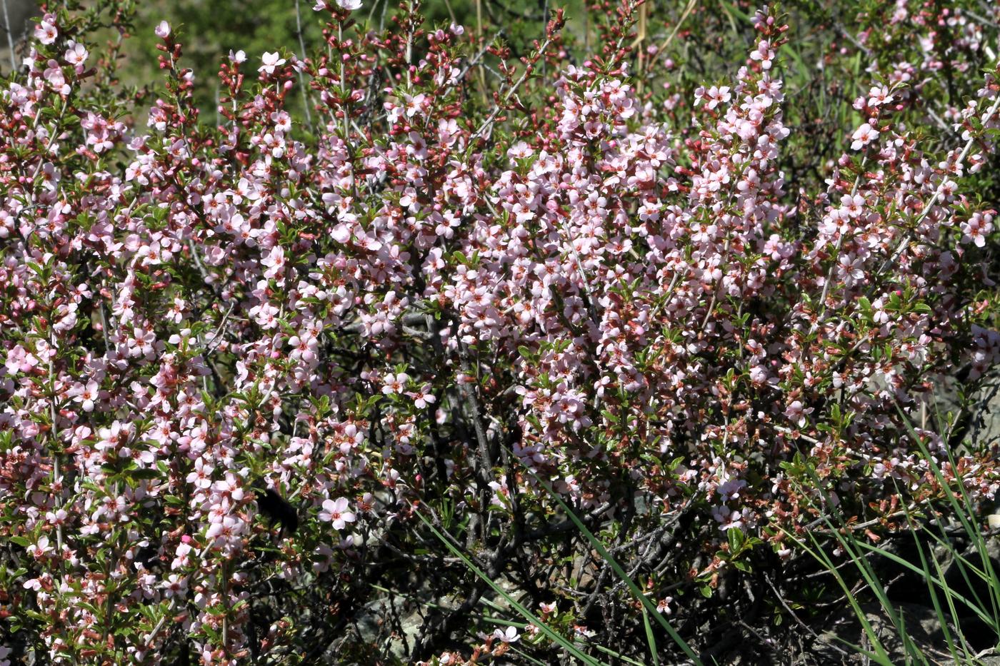 Image of Cerasus erythrocarpa specimen.