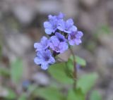 Pulmonaria obscura. Цветки. Калужская обл., Боровский р-н, окр. Чёлоховского ручья, на тропе в смешанном лесу. 22.04.2020.