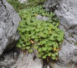 Geranium macrorrhizum