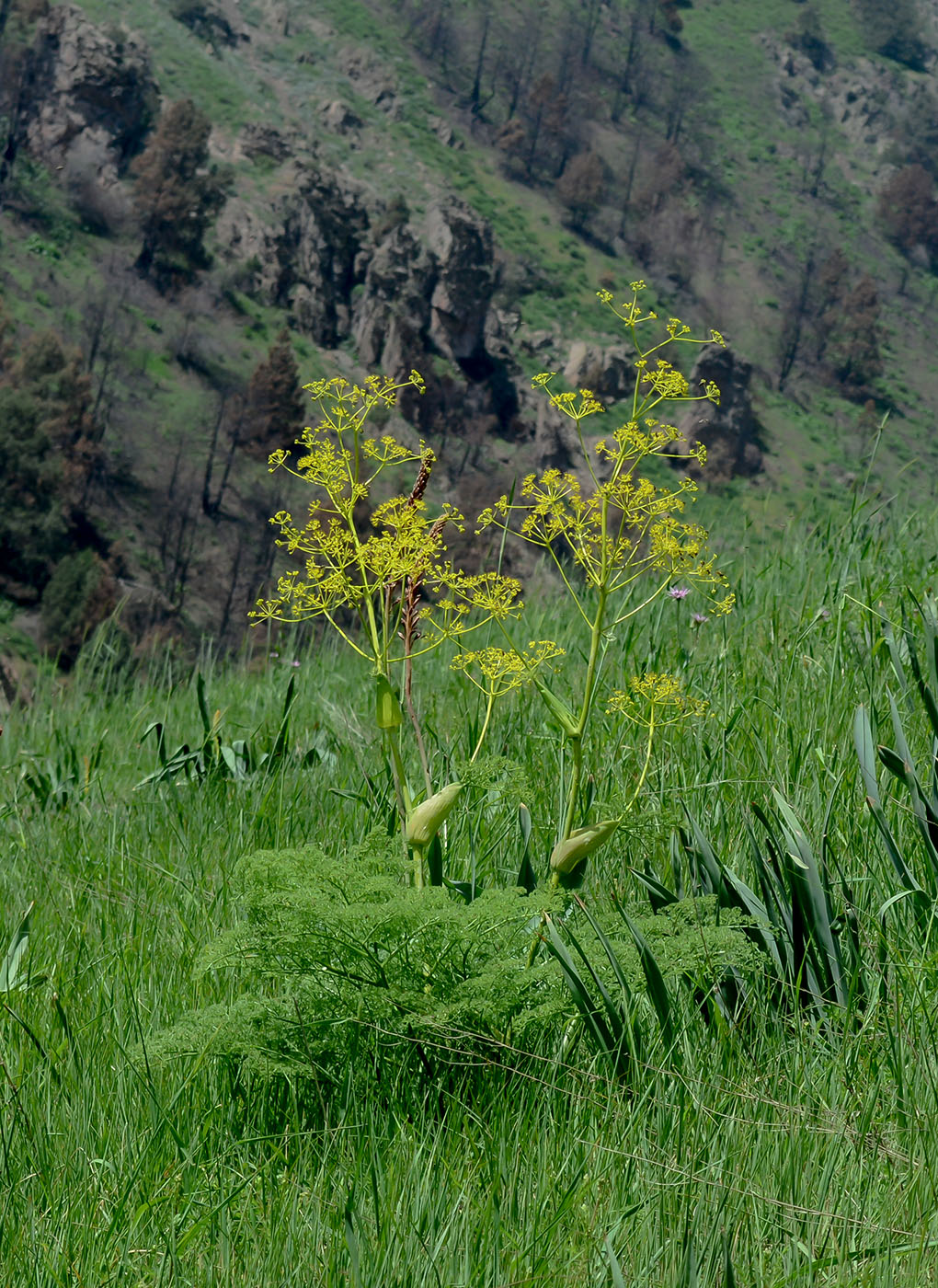 Image of Ferula tenuisecta specimen.