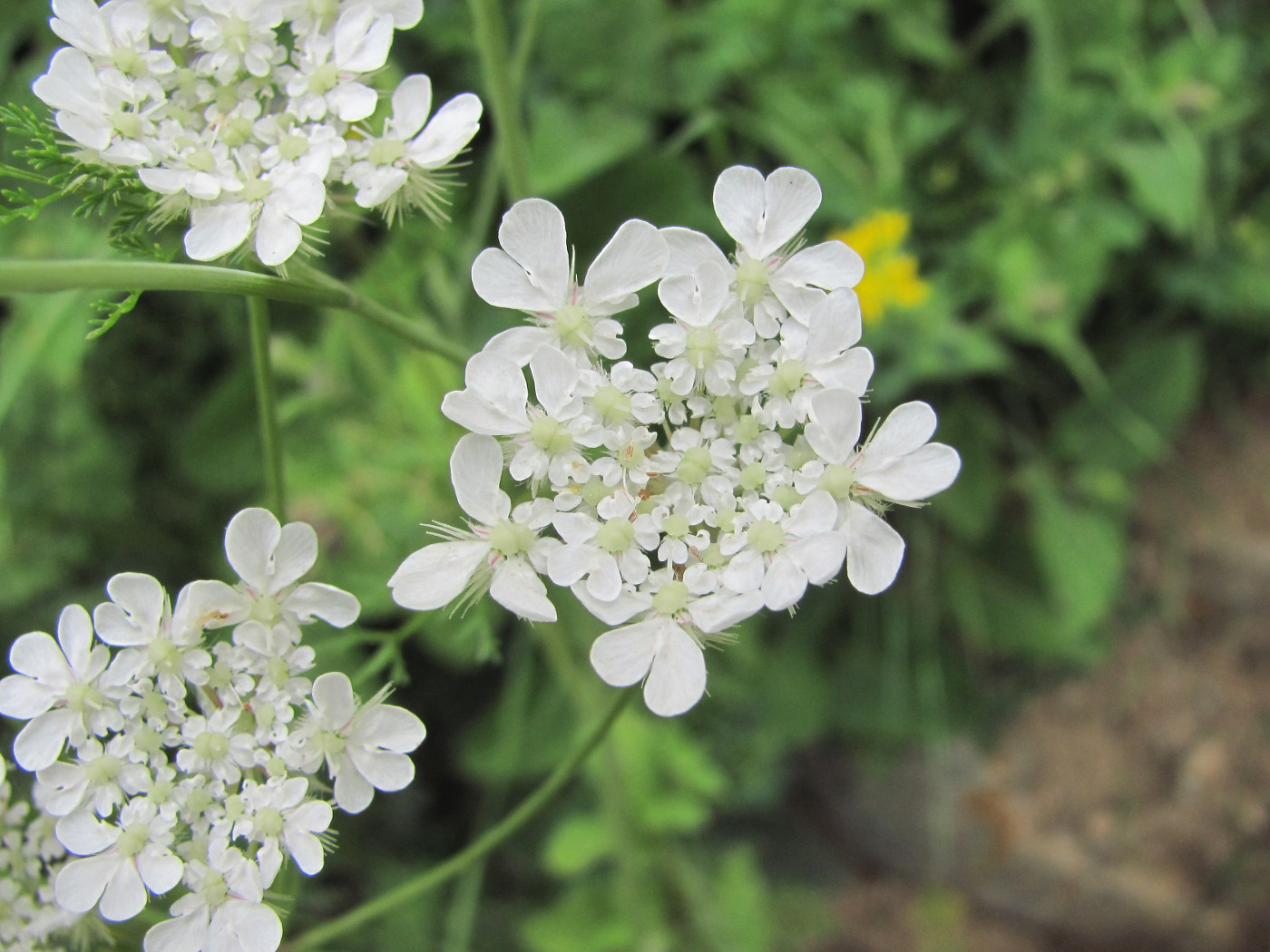 Image of Astrodaucus orientalis specimen.