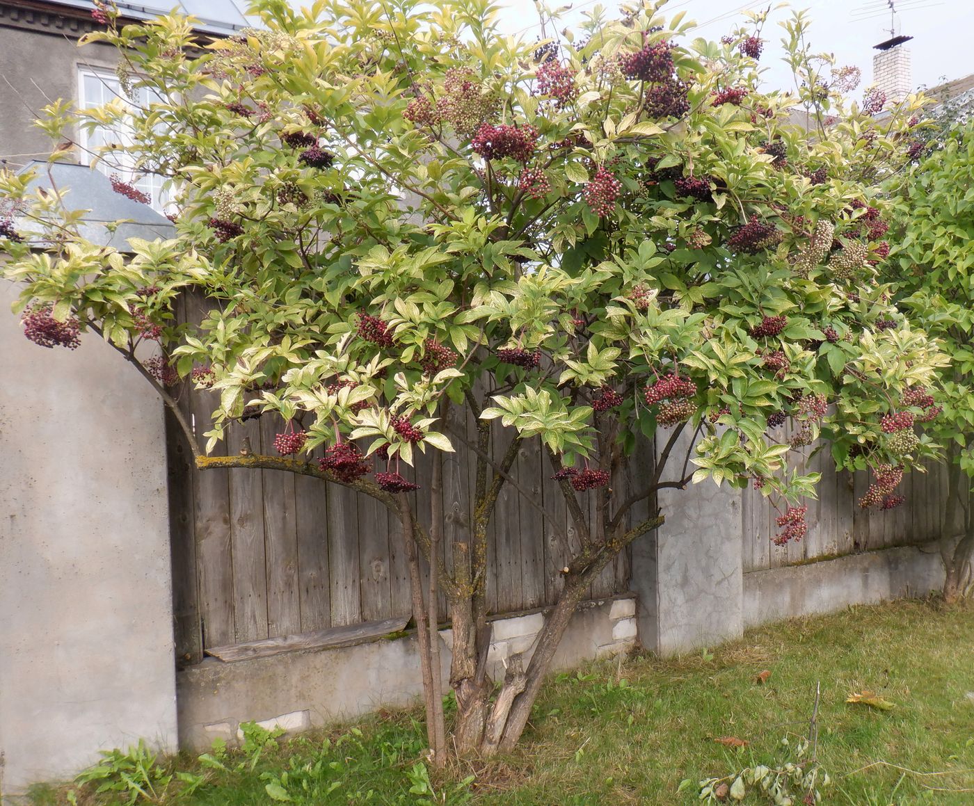 Изображение особи Sambucus nigra.